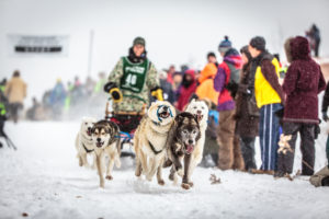 dog sled races